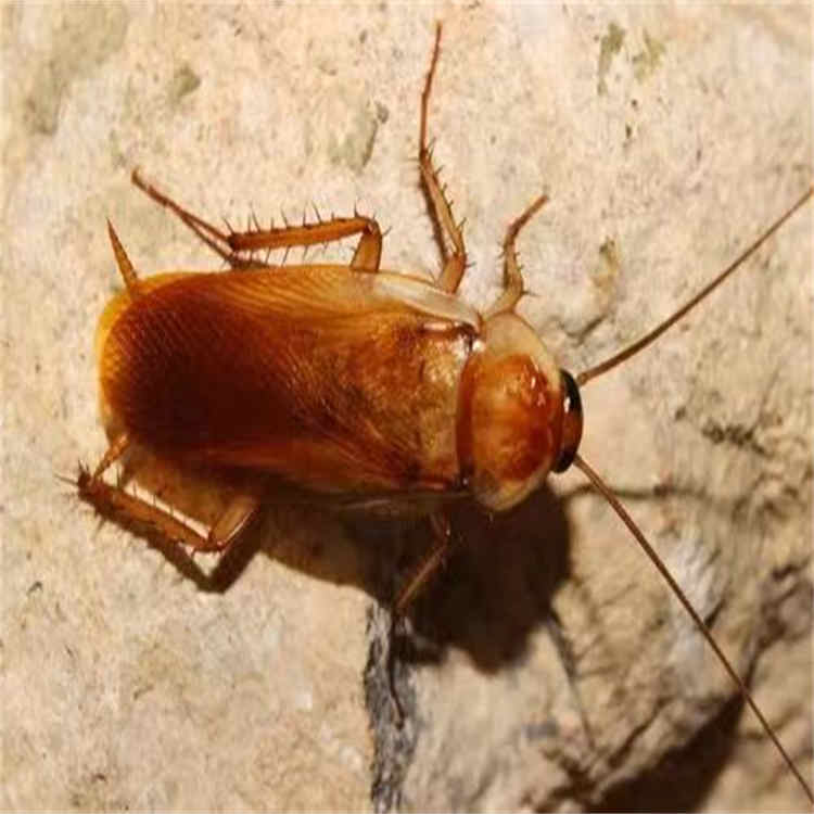食堂灭蟑螂 欢迎电话咨询 病媒生物防治