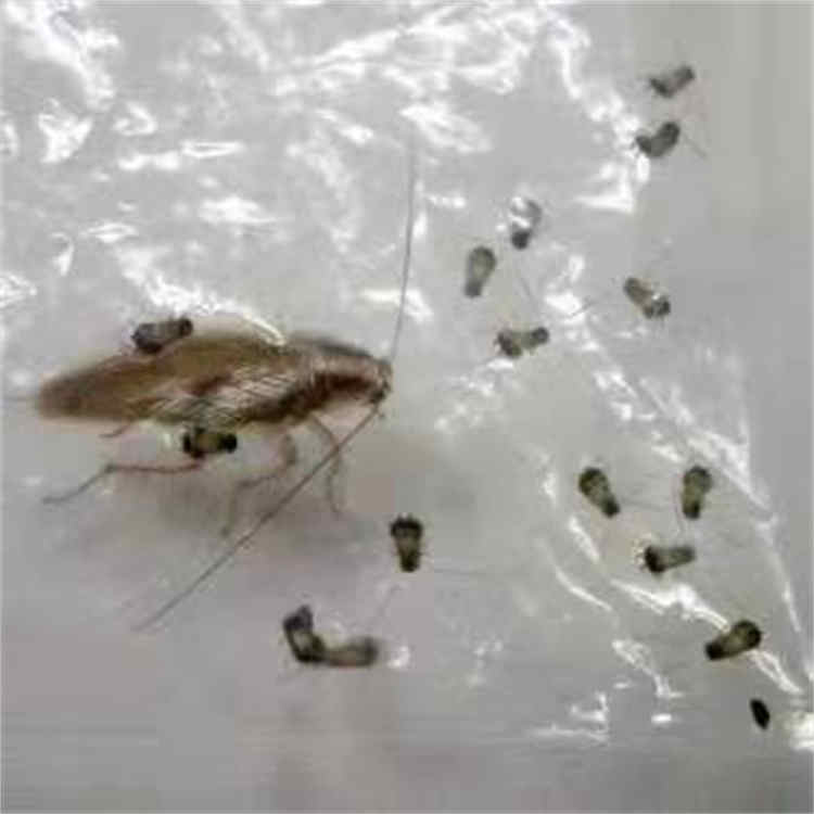 郑州灭蟑螂机构 能够满足不同人群的需求 白蚁工程