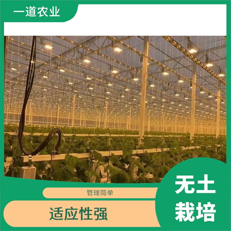 无土栽培种植 西安无土栽培种植