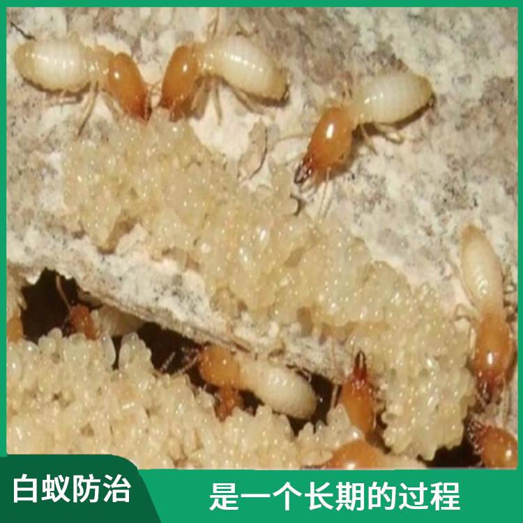 坪山白蚁灭治公司 是一个长期的过程 需要使用环保的防治方法和材料