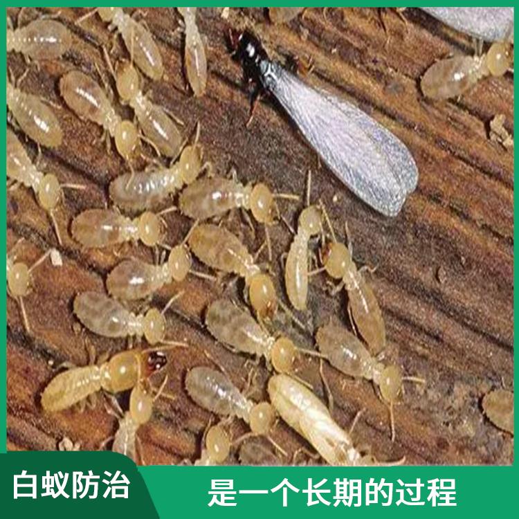 樟木头白蚁灭治 是一个长期的过程 制定针对性的防治方案