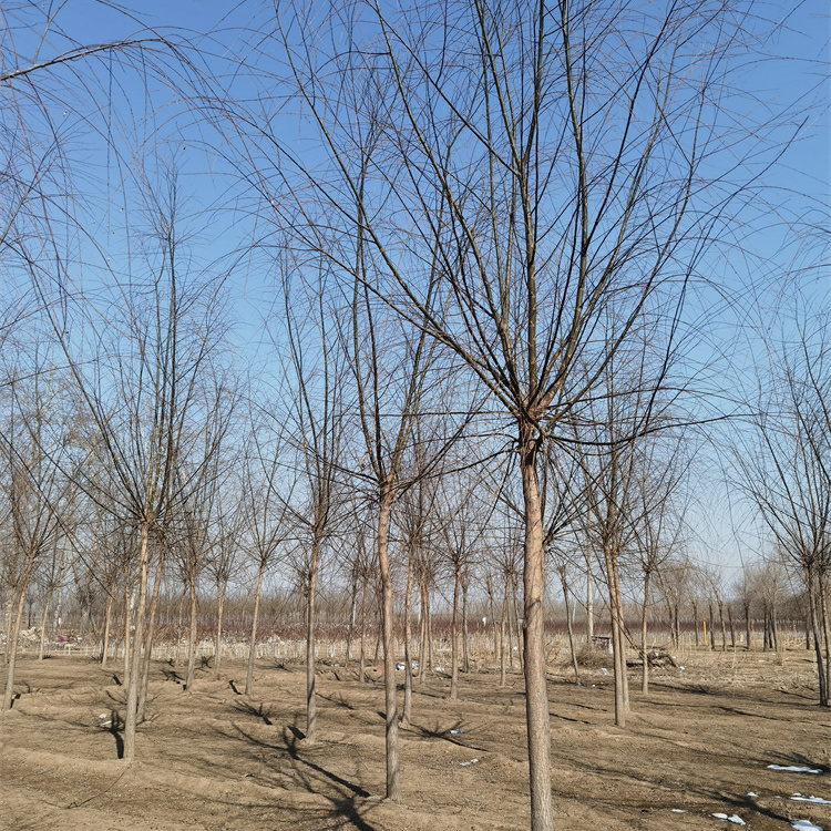 厂家批发 金泽苗木 品种优良 9公分柳树