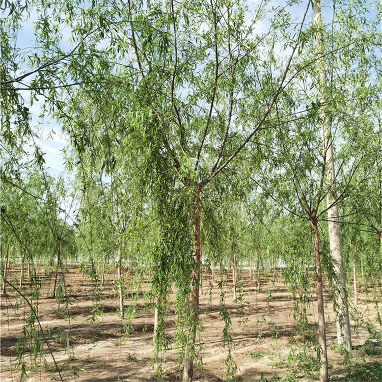 上海柳树价格