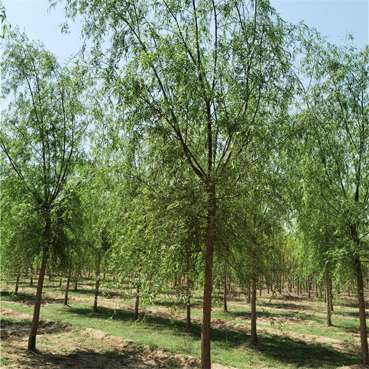 新疆博尔塔拉柳树
