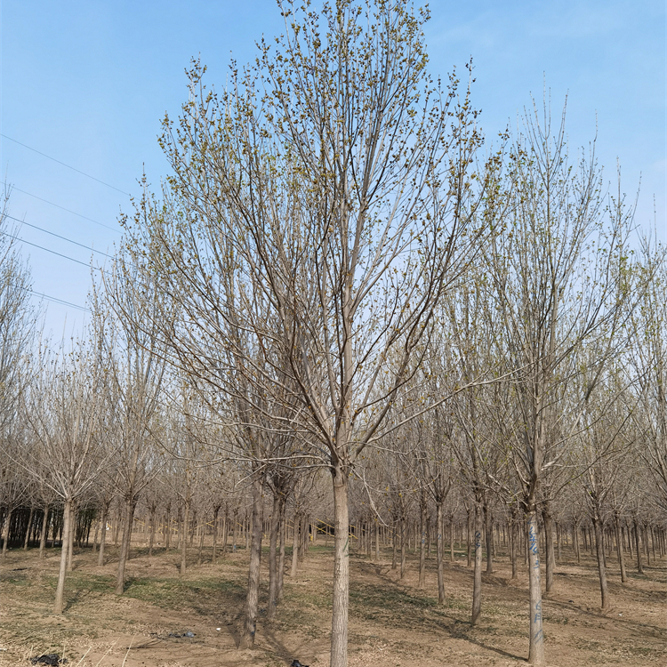 北京白蜡树