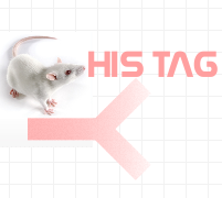 小鼠抗His-tag