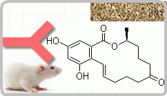 小鼠抗玉米赤霉烯酮