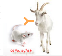 赛尔维品牌羊抗小鼠IgG H+L，货号：C020201