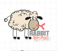 赛尔维品牌羊抗兔IgG H+L，货号：C020208