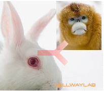 赛尔维品牌兔抗猴IgG H+L，货号：C020217