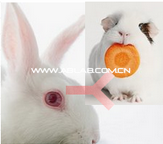 赛尔维品牌兔抗豚鼠IgG H+L，货号：C020223
