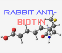兔抗生物素