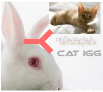 赛尔维品牌：兔抗猫IgG，货号：C020226
