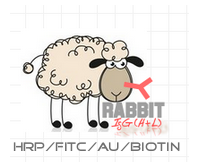 赛尔维品牌HRP标记羊抗兔IgG H+L ，货 号：C030212