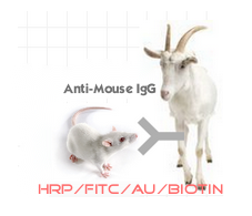 赛尔维品牌HRP标记羊抗小鼠IgG ，货号：C030205
