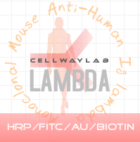 HRP-小鼠抗人Lambda轻链，产品货号：C030244