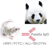 赛尔维品牌HRP-小鼠抗大xiong猫IgG，产品货号：C030268