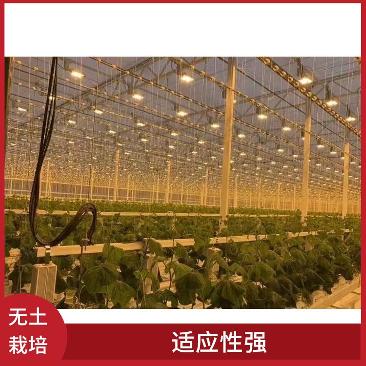 哈尔滨无土栽培设计 无土栽培设计 管理简单