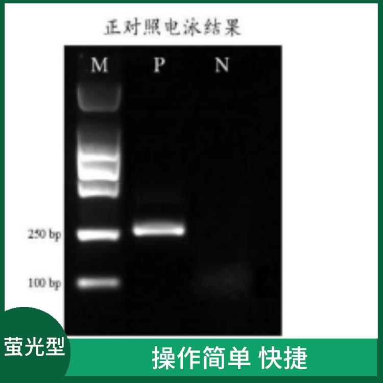 呼伦贝尔DNA恒温快速扩增试剂盒-荧光型规格 结果可以直接观察和记录