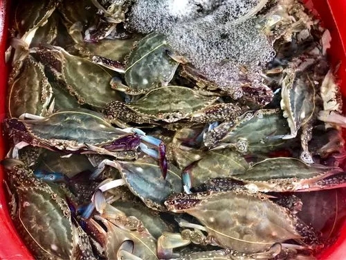 苏州鱼类农残含量检测 孔雀石绿 土霉素检测