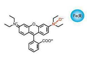 FeRhoNox-1(Fe2+indicato..