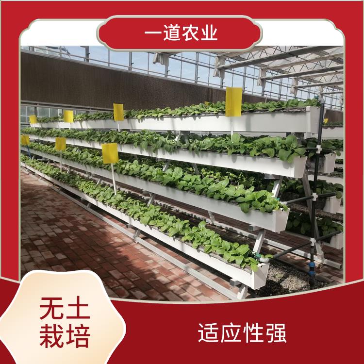 南京无土栽培种植 现代化无土栽培 节约资源