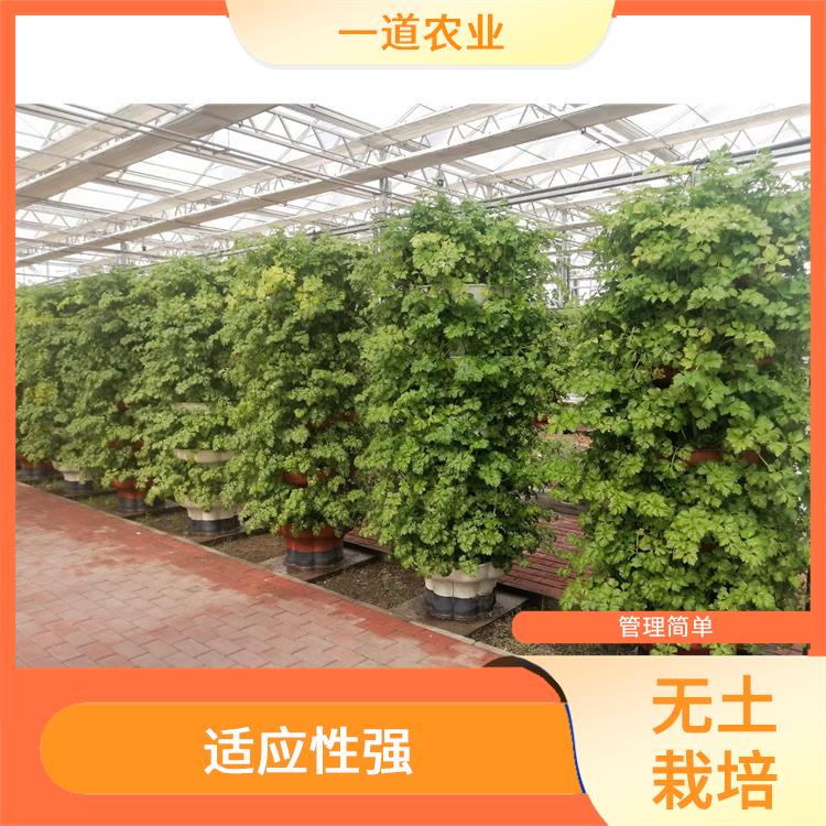 荷兰无土栽培种植 适应性强 兰州现代化无土栽培厂家