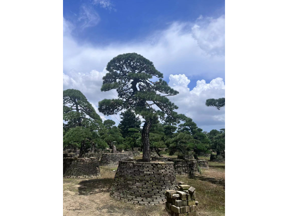 罗湖区热带罗汉松 深圳市宝安区罗汉松园供应