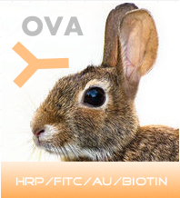 赛尔维品牌HRP标记兔抗卵清蛋白，货号:C030107