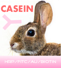 赛尔维品牌HRP标记兔抗酪蛋白，货号：030106