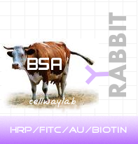 塞尔维品牌HRP标记兔抗BSA，货号:C030105