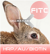 赛尔维品牌HRP-兔抗FITC，产品货号：C030112