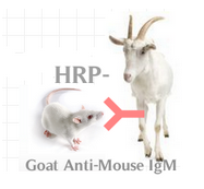 赛尔维品牌HRP标记羊抗小鼠IgM ，货号：C030210