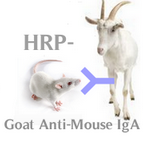赛尔维品牌HRP标记羊抗小鼠IgA ，货号：C030211
