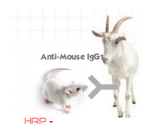 赛尔维品牌HRP标记羊抗鼠IgG1， 货 号：C030272