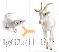 赛尔维品牌HRP标记羊抗鼠IgG2a，货 号：C030273