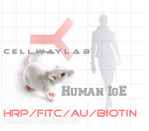 赛尔维品牌HRP-小鼠抗人IgE，产品货号：C030267