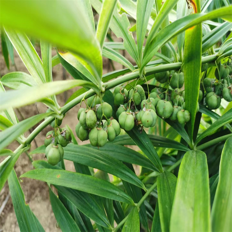 四平催芽黄精种子基地