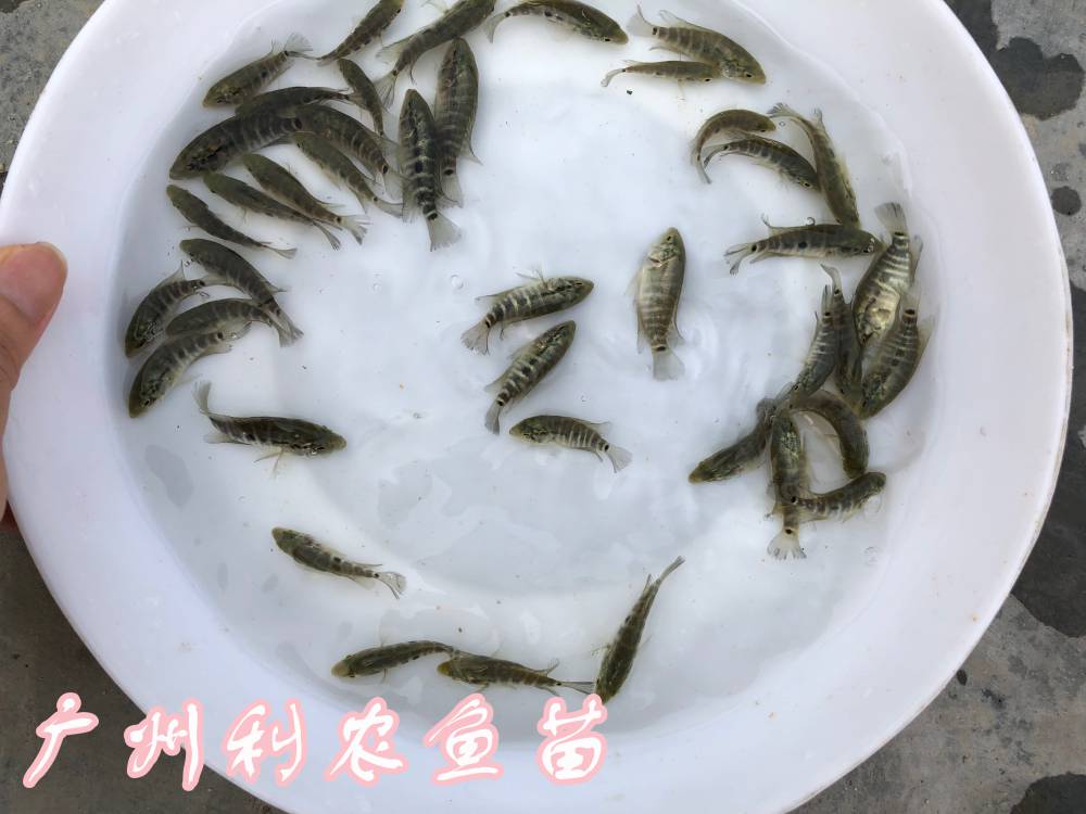 广西来宾珍珠花斑鱼苗批发广西玉林淡水石斑鱼苗出售