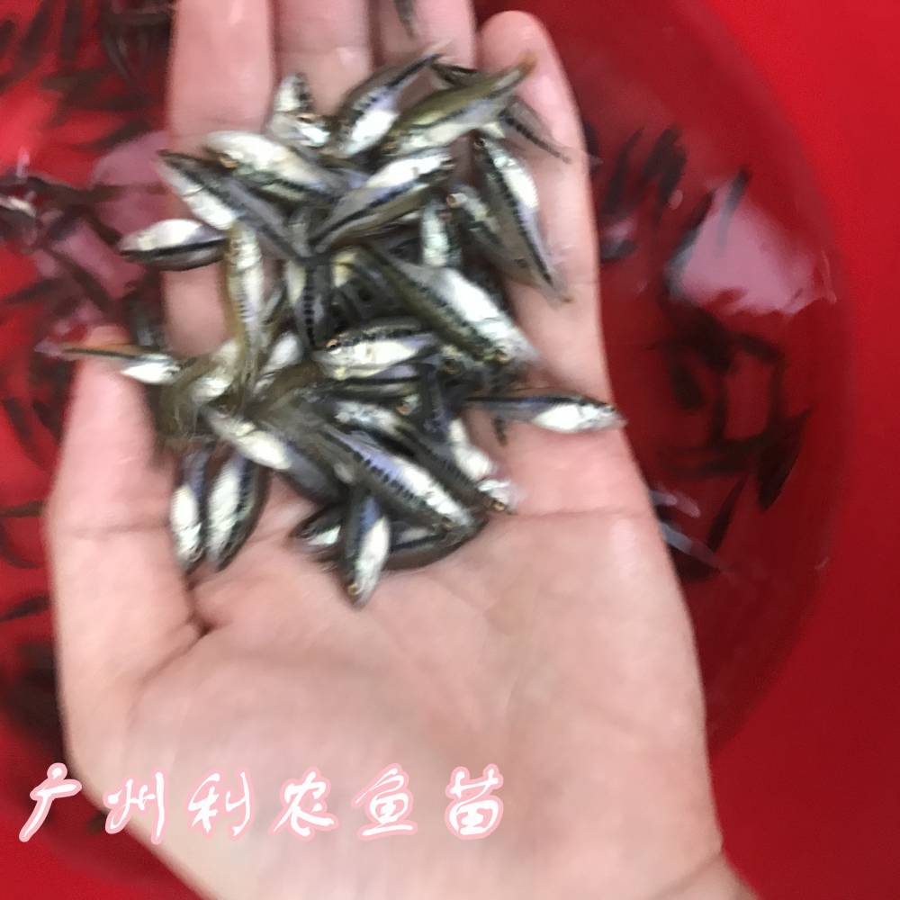广西来宾淡水鲈鱼苗批发广西玉林加州鲈鱼苗出售