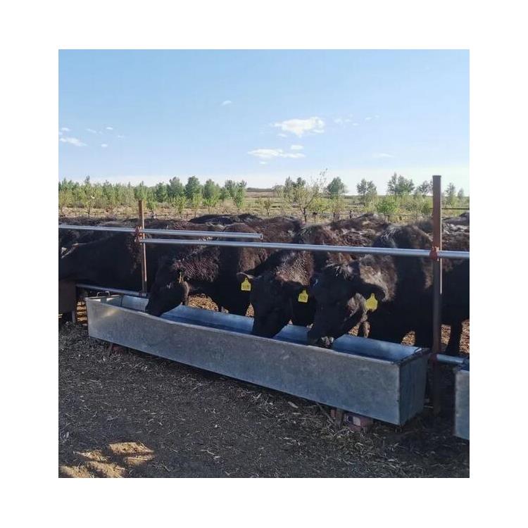 乌鲁木齐安格斯牛养殖场 安格斯牛养殖基地 公母均有
