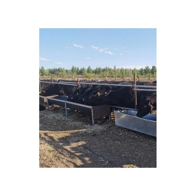 马鞍山安格斯牛养殖场 安格斯牛犊养殖 养殖技术指导