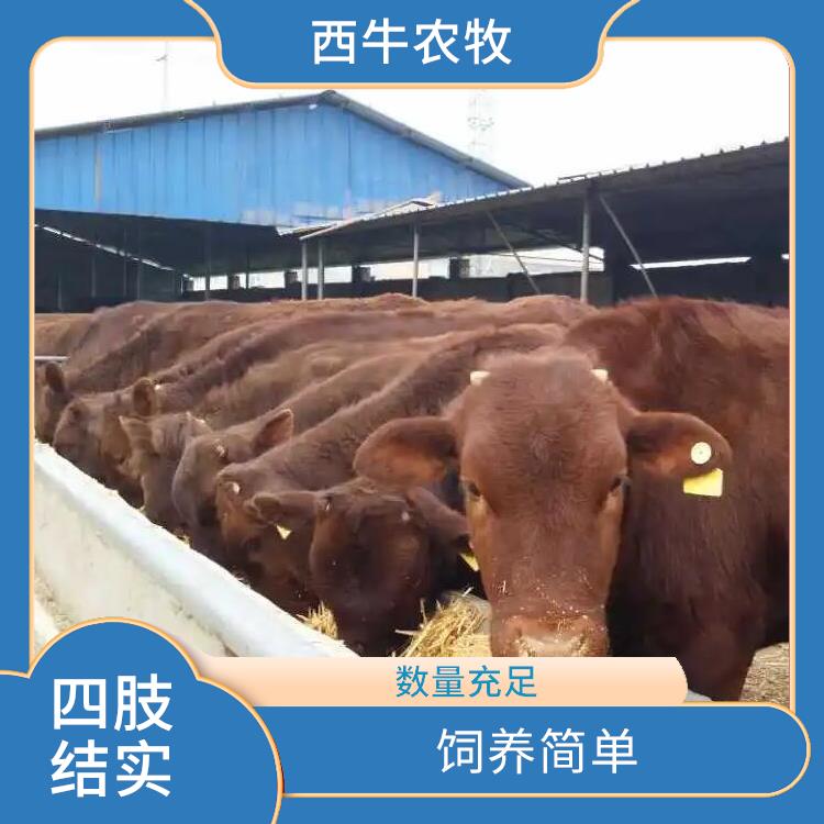 湘潭利木赞牛价格 养殖技术指导 利木赞牛犊养殖