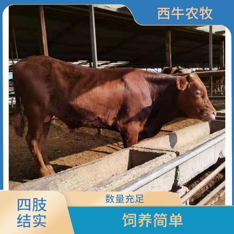 广西利木赞牛价格 养殖技术指导 利木赞牛批发