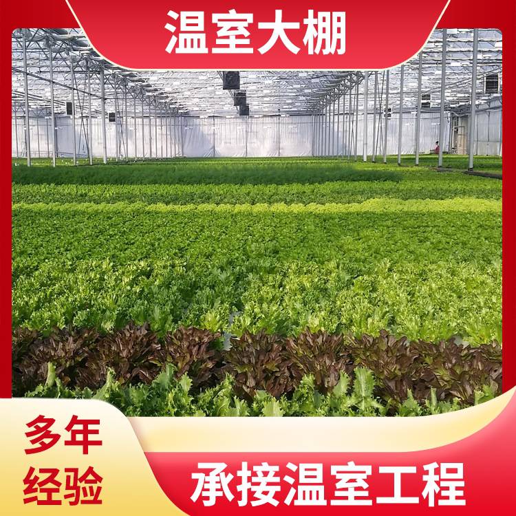 连栋薄膜温室 广 州越秀单栋骨架钢管 智能农用蔬菜 按需定制 ZKYX-01