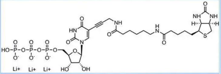 Biotin-11-UTP      000