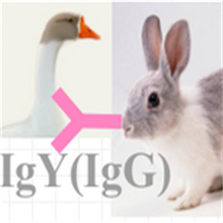 兔抗人IgG 小鼠抗人IgA 多克隆抗体