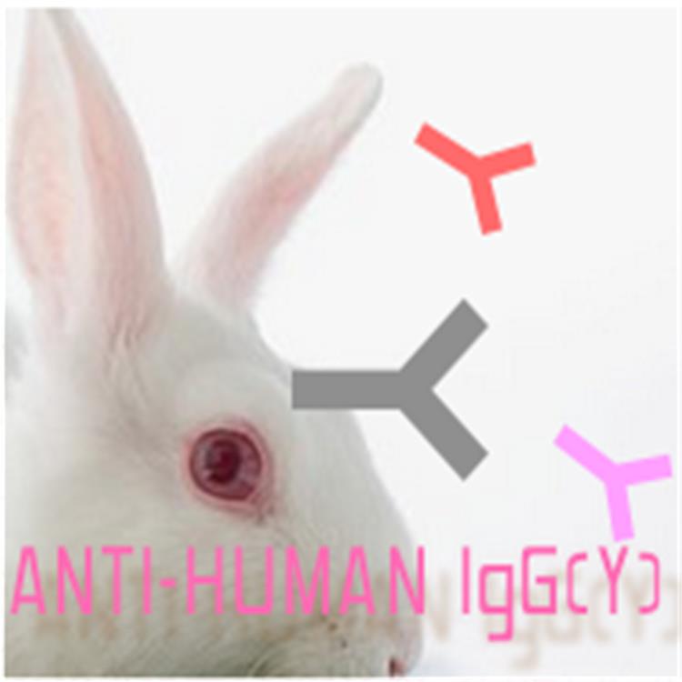 兔抗人IgA 小鼠抗人IgG2 标记抗体