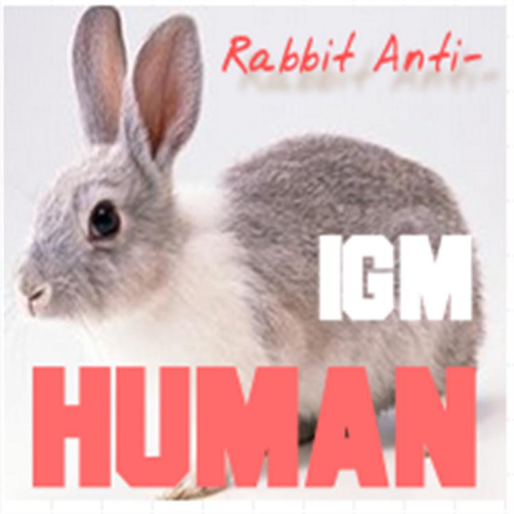 HRP快速标记试剂盒 小鼠抗人IgG3 山羊抗人IgG