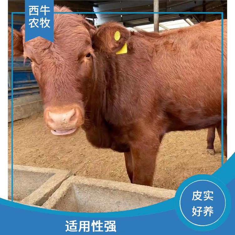 安阳利木赞牛养殖 养殖技术指导